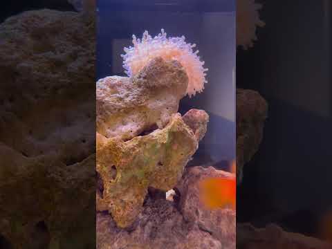 城堡水族館 小丑魚