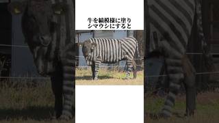 【牛】の面白い雑学 #shorts #ウシ #雑学
