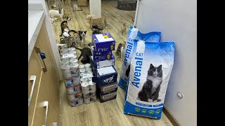 CHALLANGE UPDATE: FSCats Live Stream - Join the Cats #FSCats #catshelter #cats
