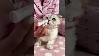 Нow to clean the ears and eyes of a cat