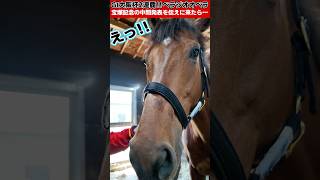 大阪杯2連覇「ベラジオオペラ」に宝塚記念ファン投票の中間発表を伝えに来たら…【ベラジオch】 #ベラジオオペラ #宝塚記念 #宝塚記念ファン投票