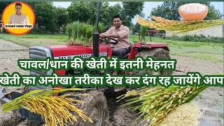  धान/चावल की खेती कैसे करें।चावल की खेती का अनोखा तरीका।How to cultivate/farming paddy/rice.