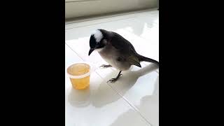 白頭翁之我家有隻小阿飛-吃果凍初體驗     #birds #白頭翁 #cute #療癒 #鳥寶寶 #家庭故事 #cutebirds #pets