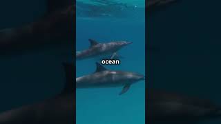 Dolphin Name Game  Ocean's Roll Call!