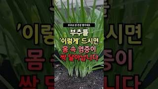 부추를 ‘이렇게’ 드시면 몸 속 염증이 싹! 달아납니다 #건강