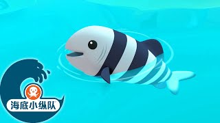 海底小纵队 - 🐟 饥饿的领航鱼 🦈 | 集完整版