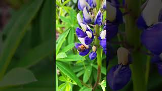 A Bug’s life - sounds of nature