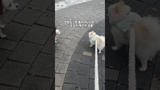 포메라니안을 대표해서 사과드립니다🙇‍♂️(반전결말‼️) | #shorts