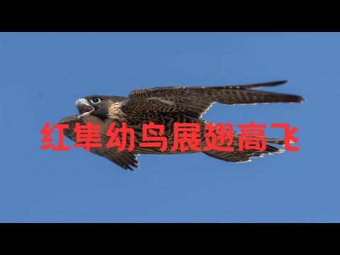 红隼幼鸟学习飞翔