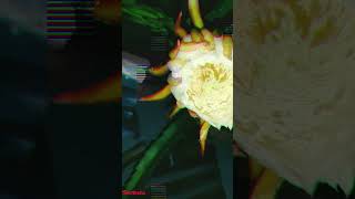 Simple process to grow dragon fruit plant | growing dragon plans #autoplant #potting #openplant