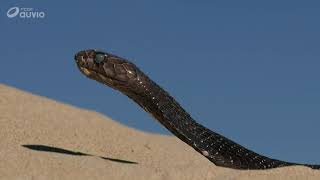 🐍 WIL️DLIFE - SERPENT ▶️ RTBF : Les Secrets des Serpents - 2018