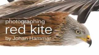 Red kite, Milvus milvus