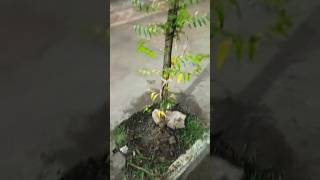 আলহামদুলিল্লাহ আজ ২নং গাছের চারা রোপণ করলাম।#গাছেরপরিচর্যা #গাছের_পরিচর্যা #treeplantation