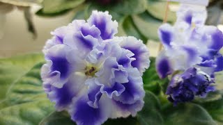 02.05.2025/Новинки/Выставка фиалок в Доме фиалок#фиалки#выставка#