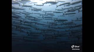綠蠵龜潛水梭魚風暴
