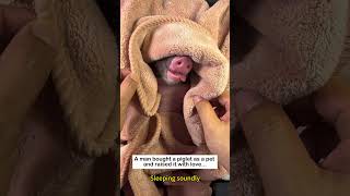 Pig Pet #animals#pet #animalfriendshipgoals#lovestory #love #pets #pig #cute #piglet #piglets