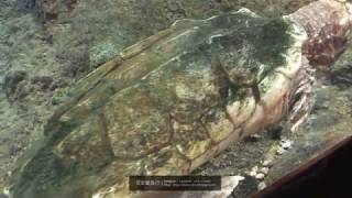 艾文愛旅行 | Blog用短片 |【日本】大阪景點 - 天王寺動物園3