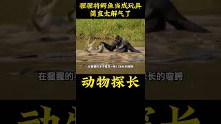 大猩猩将鳄鱼当成了玩具，简直太解气了 #野生动物零距离 #动物科普