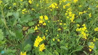 Expert Tips for a Bumper Crop, Step by Step Mustard Cultivation