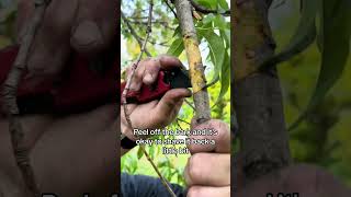 Clone a peach tree with air layering for free trees! #gardentok #fok