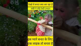 beutiful monkey #shorts #short #viral #trending #technical10