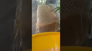 Honey 🍯 Take of From 🌳 🏡 🌲 Tree 🌳 ♥ Shahad ko Darakht Say Utarnay Ka Tariqa 🥰 Hard Work