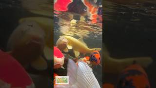 Buddy Dave’s Koi Fish Pond Update!