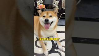 柴犬的優點？ 快來看看中了幾個Advantages of Shiba Inu