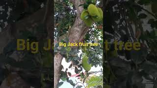 #bigtree#jackfruit #shorts #viral #trending