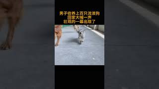 男子收养上百只流浪狗   回家大喊一声   壮观的一幕出现了