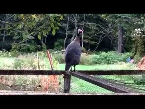 Guinea Hen