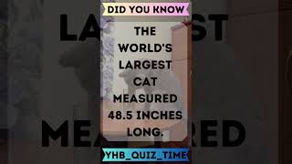 DID YOU KNOW THIS FACT ABOUT CATS #facts #quizmania  #cats