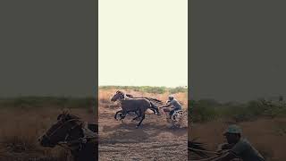 🔝😈🦁#sharyat #horse #godagadi #ghodasharyat #viralshorts ##10millones #new #bailgadasharyat #1ksubs