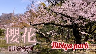 Cherry blossom in Hibiya park | 日比谷公園桜花