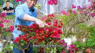 三角梅！千萬不要控水！ #三角梅 #愛生活愛養花