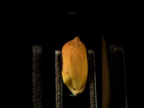 Rice grain pop in macro and slow motion  #urday #satisfying #macro