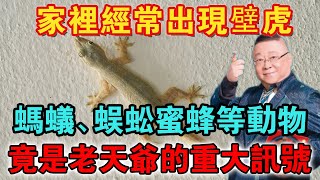 為何家中常見壁虎？壁虎象徵轉機更新，傳遞命運改變訊號！出現螞蟻、蜈蚣蜜蜂等動物，表示老天爺的什麼訊號？看完下嚇一大跳【佛禪心語 】 #風水 #運勢 #佛教 #人生感悟 #智慧 #一禪語 #分享