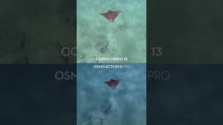 DJI Osmo Action 5 Pro vs GoPro Hero 13 💧(Underwater Comparison)