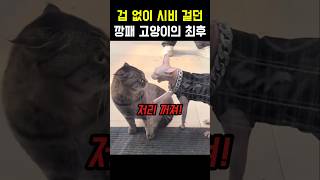 시비 걸던 깡패 고양이의 최후 #냥이 #야옹이 #냐옹이 #고양이 #스핑크스고양이