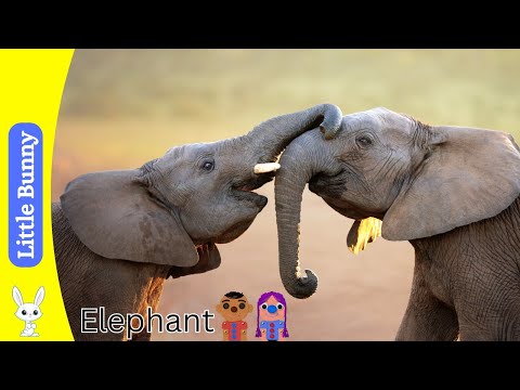 Learn All About Elephants | Fun Educational Video for Kids
