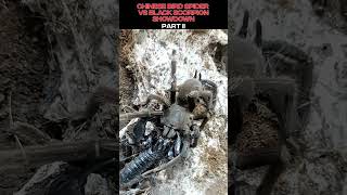 Chinese Bird Spider vs Black Scorpion Showdown PART II