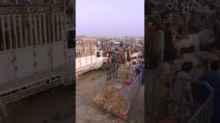 #automobile #cow #bazar #business #funny #automarket #vlog