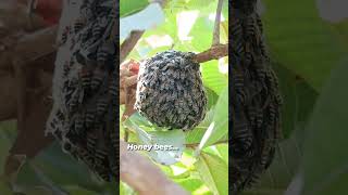 Haney bees... #honeybee #smartvision #shorts #youtubeshorts #short #ramsir