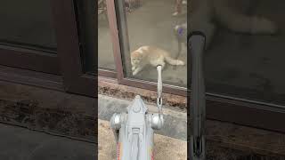 满脸问号的小猫咪 机器狗 猫咪 谁能拒绝傻憨憨的小猫咪