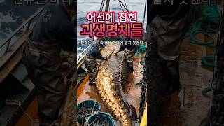 어선에 잡힌 괴생명체들