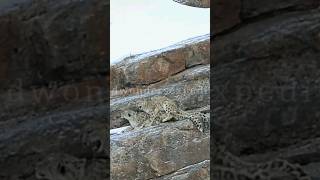 Snow Leopard Mating | Spiti, Himachal | Snow Leopard Expedition | Shorts | Wild Wonders Expeditions