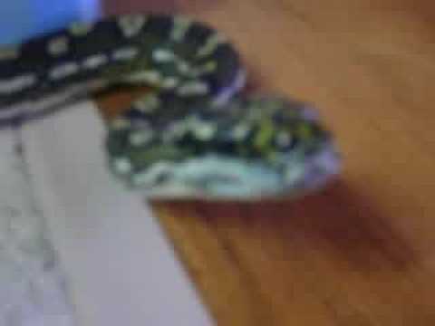 Morelia Spilota - Port Mac Carpet Python