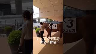 【フュチュール所属馬 シュピカ号】竹之下智昭ラストラン #京都競馬場 #jra
