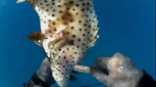 Diving Kakaako Oahu [Mystery Fish]