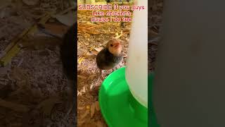 This BANTAM CHICKEN is VERY Cute !! #shorts